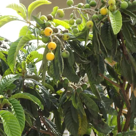 Limoncello Kusadasi